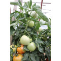 Suntoday детерминантный посадки научные названия овощей F1 гибридных китайские семена томатов(22021)